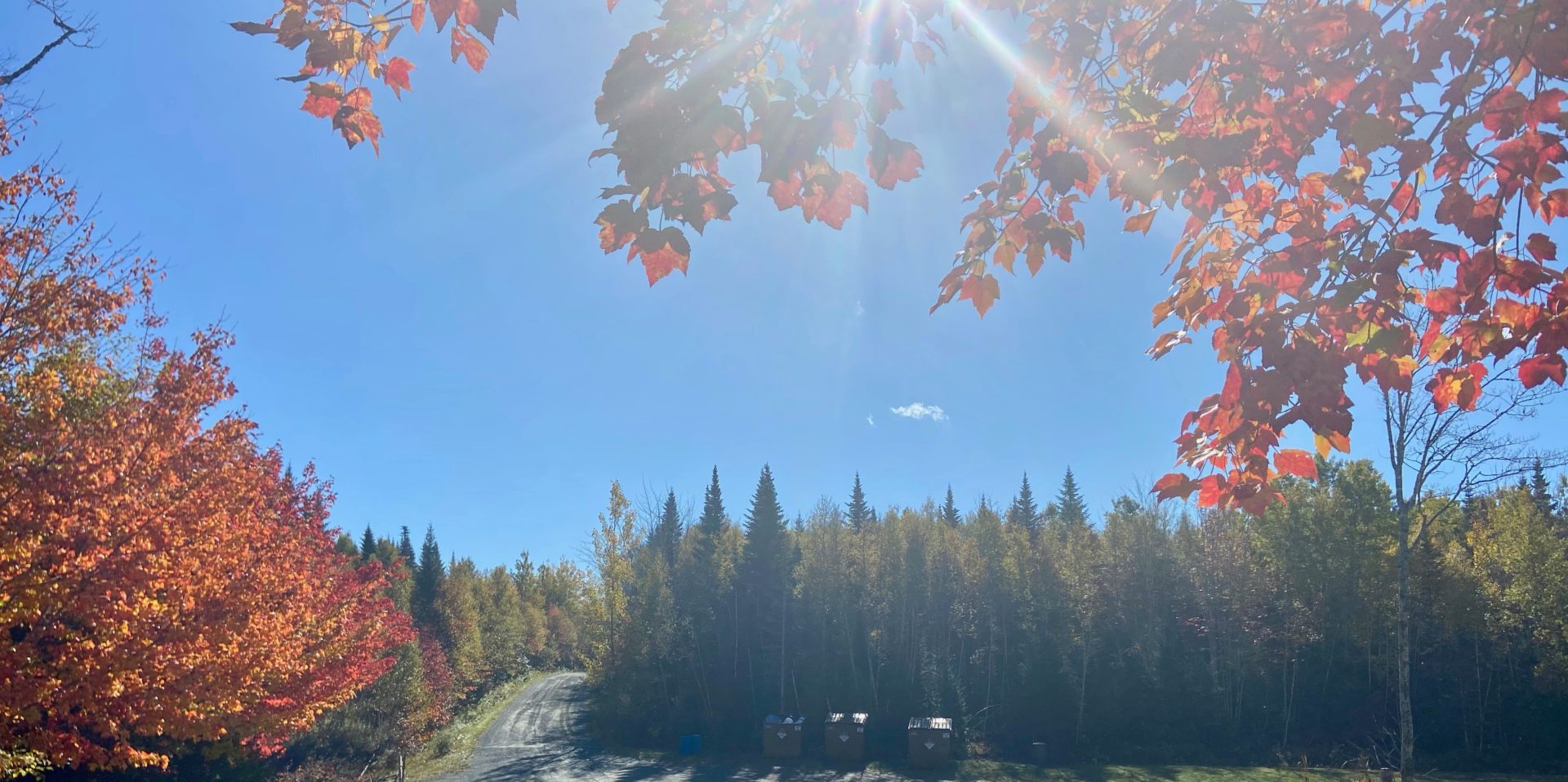 fall colours on a blue sky sunny day